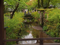 雨上がりの山吹