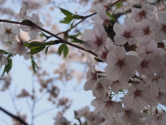 桜も寂し気
