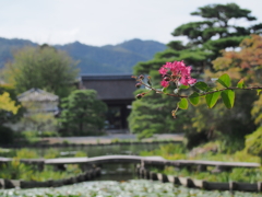 紅一点