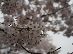 桜桜