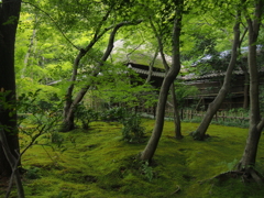 みどり