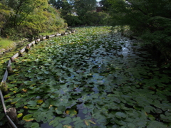 埋め尽くす