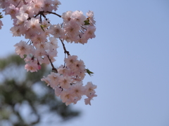 桜2019