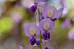 藤の花．．．．。