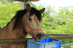 ハイ、チーズ！