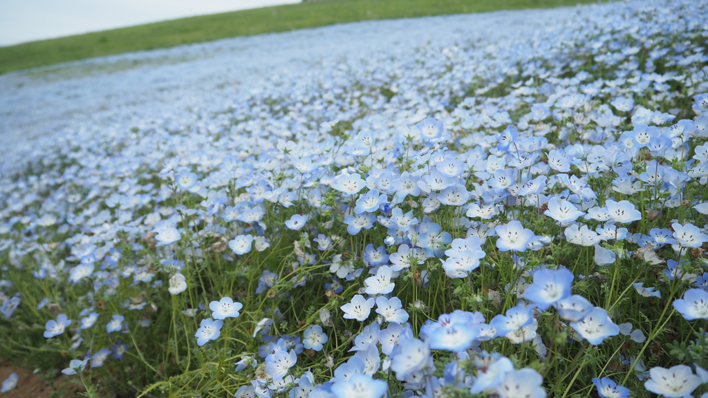 花の海