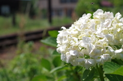 紫陽花はやっ