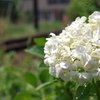 紫陽花はやっ