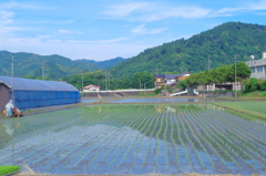 田植え