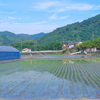 田植え
