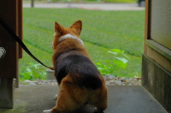 old dog