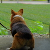 old dog