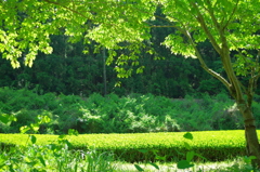 木陰