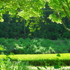 木陰