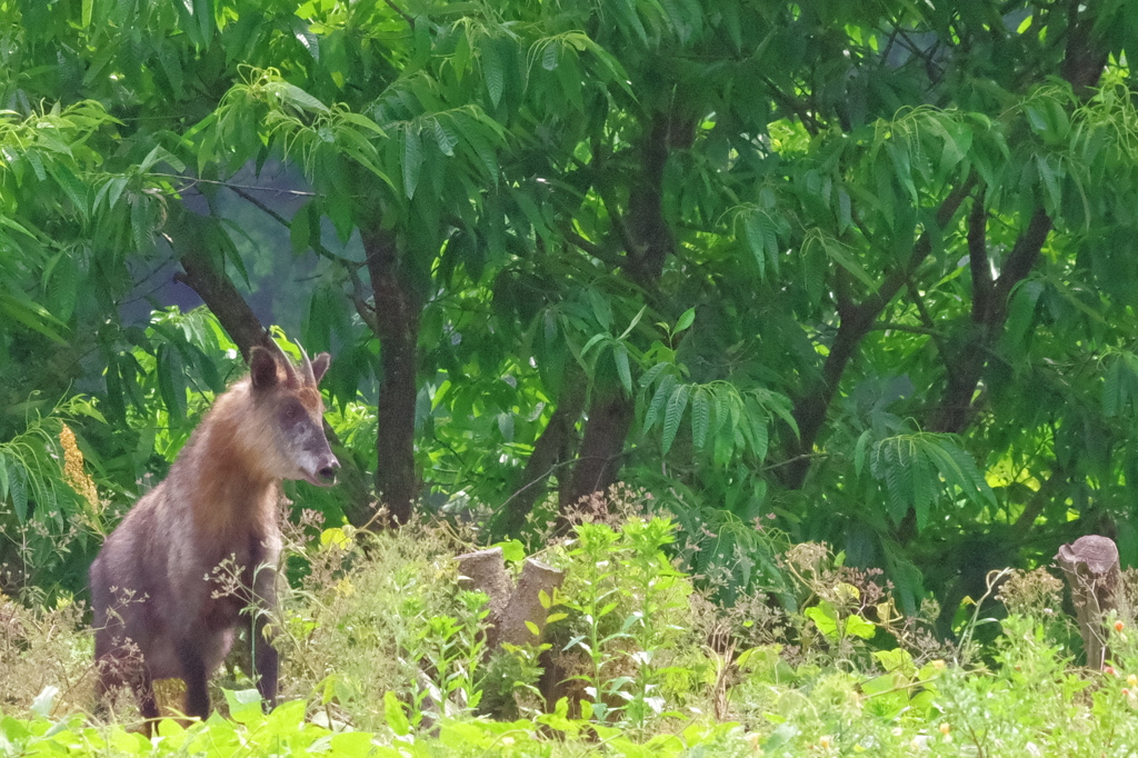 裏山のカモシカ