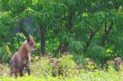 裏山のカモシカ