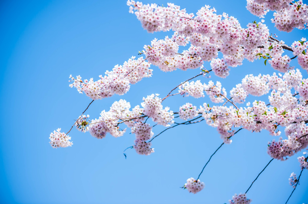 桜