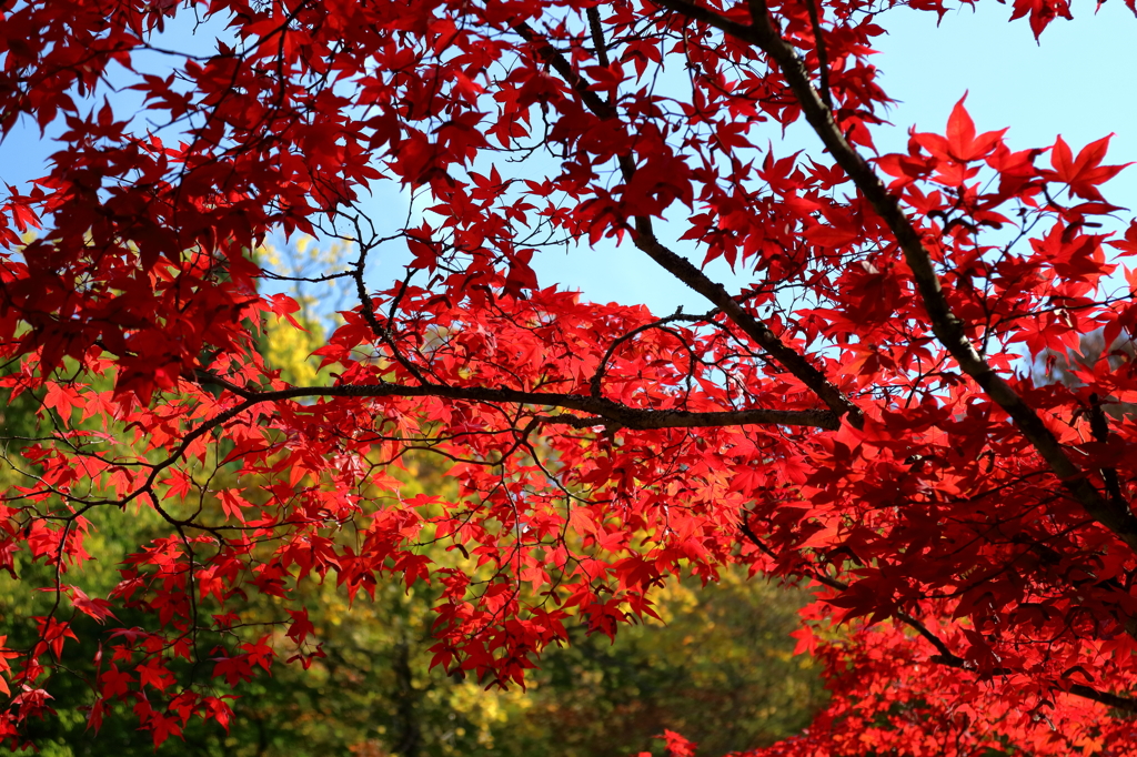 中野もみじ山の紅葉