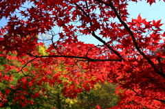 中野もみじ山の紅葉