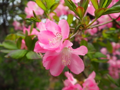 庭に咲いた花