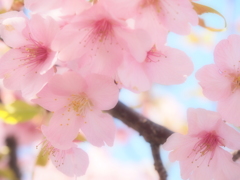 雪割桜