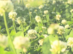 白詰草