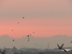 夜明けのカラス