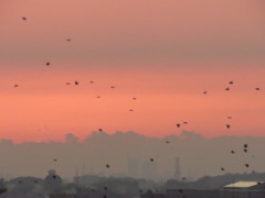 カラス、別の集団、向かう方向は同じ