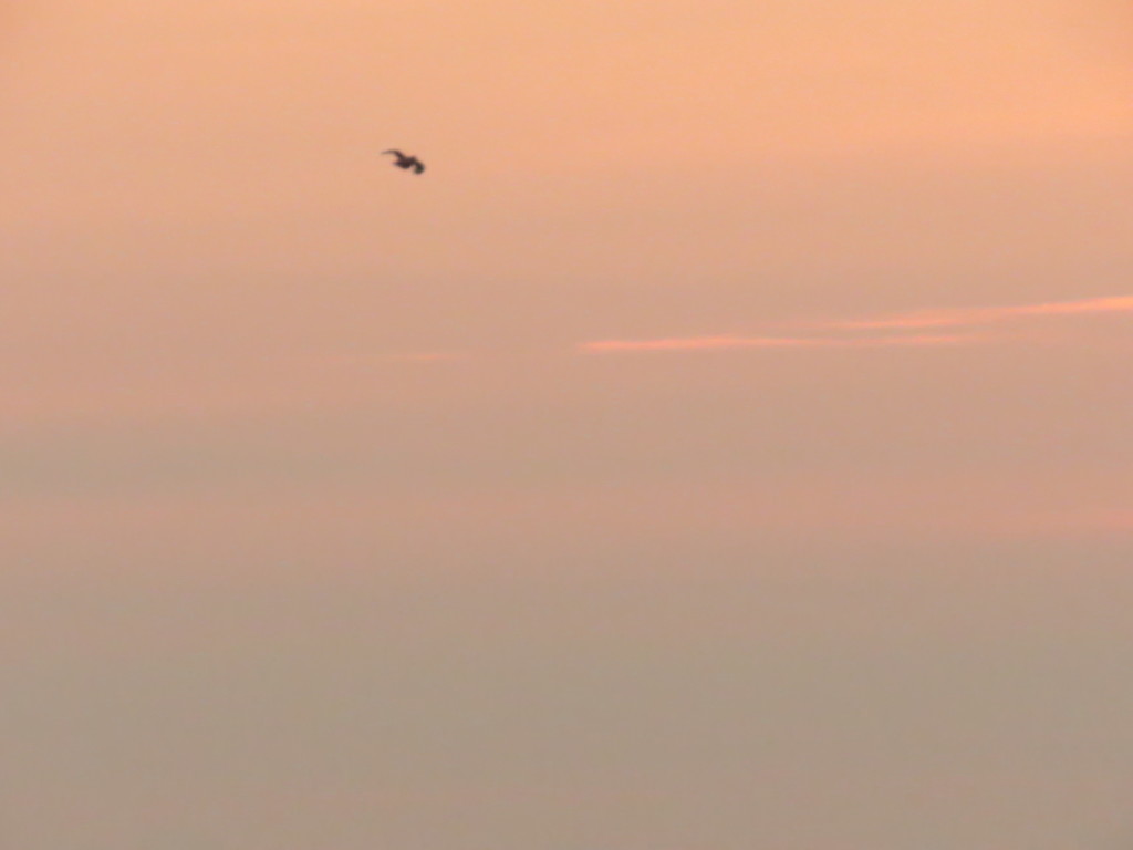 暁のカラス１羽20151101_6_4
