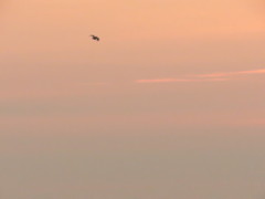 暁のカラス１羽20151101_6_4