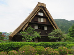 新緑と合掌造り