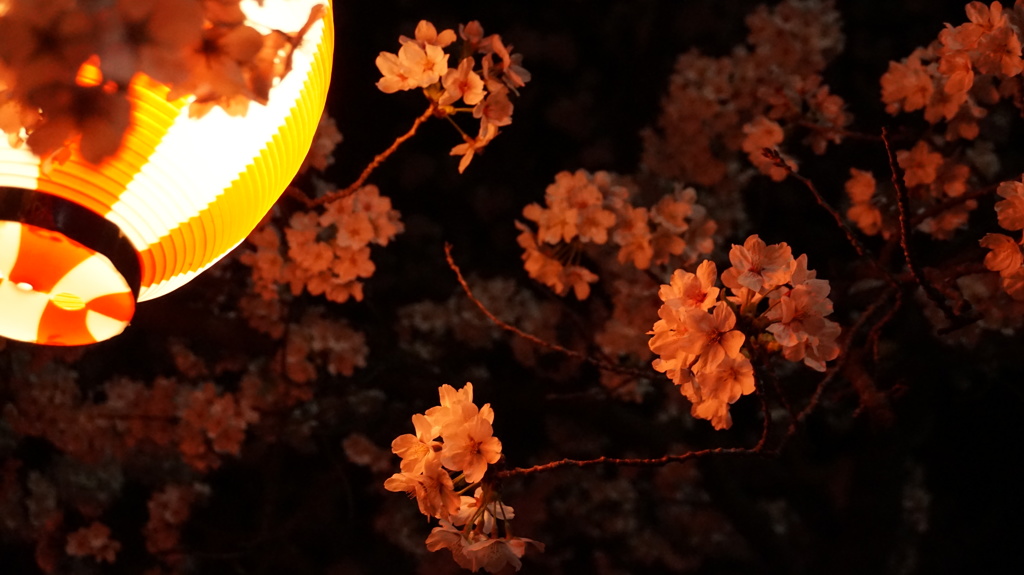 夜桜