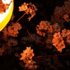 夜桜