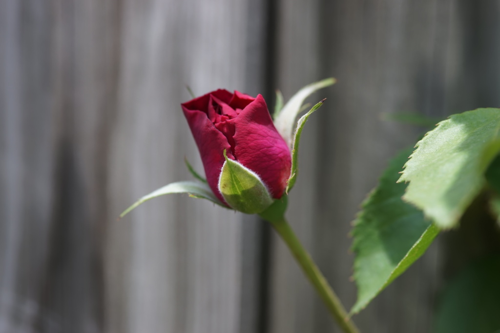 A rose bud through Carl Zeiss