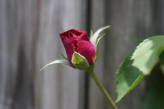 A rose bud through Carl Zeiss