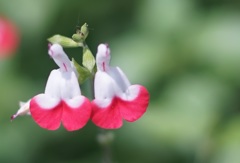  A flower through planar 