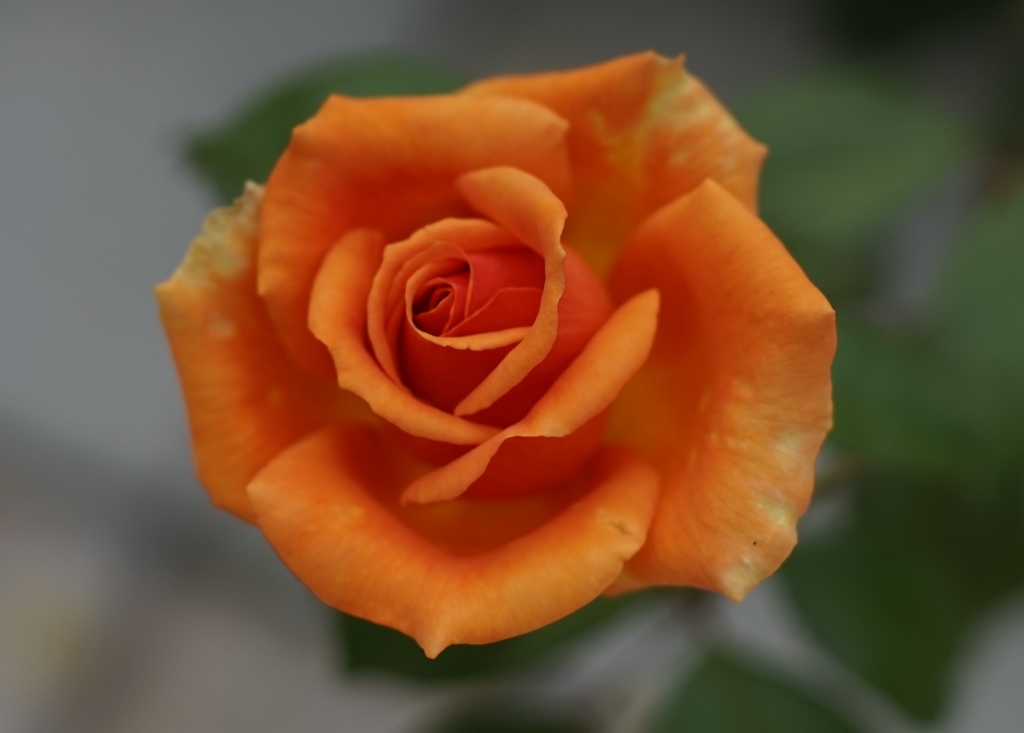 Planar 50mmf1.4
