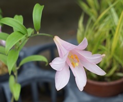 Flower through Tessar 
