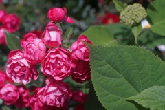 Roses through carl zeiss