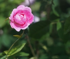  A rose through planar 