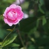  A rose through planar 