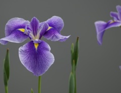 Sonnar 135mm f2.8