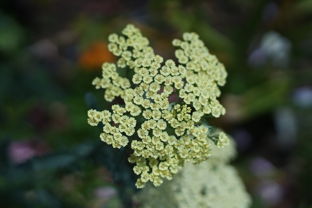 Flower through Carl; Zeiss