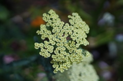 Flower through Carl; Zeiss