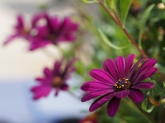 Flower through Carl Zeiss