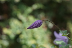 A flower bud through Nikon 105mm f2.8