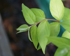 Green through Tessar 50mm f2.8