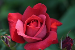 A rose through Carl zeiss 