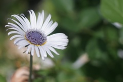 Flower through planar 50mm f1.4