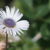 Flower through planar 50mm f1.4